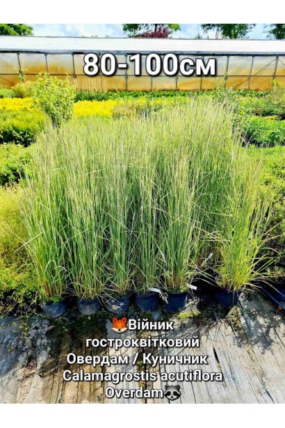 Вейник остроцветковый Овердам / Кунишник - 3л/вис.80-100см/Ø30-40см